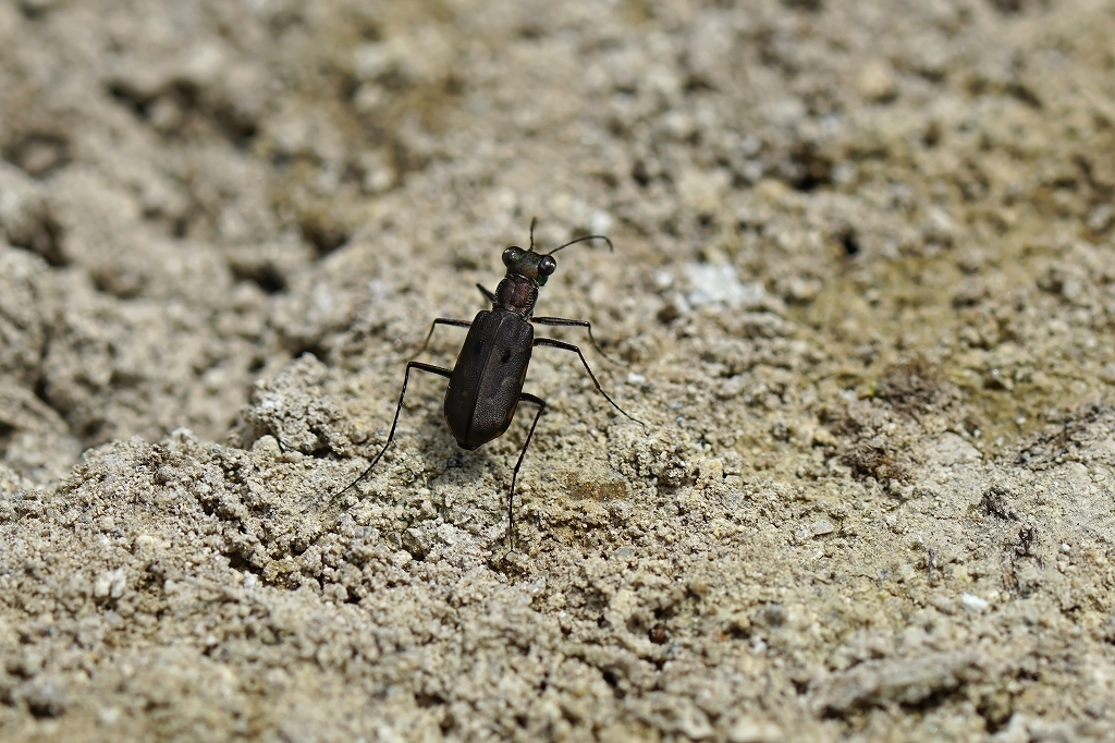 kohanmyou104m.jpg