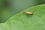 kubinagamusi071m_s.jpg