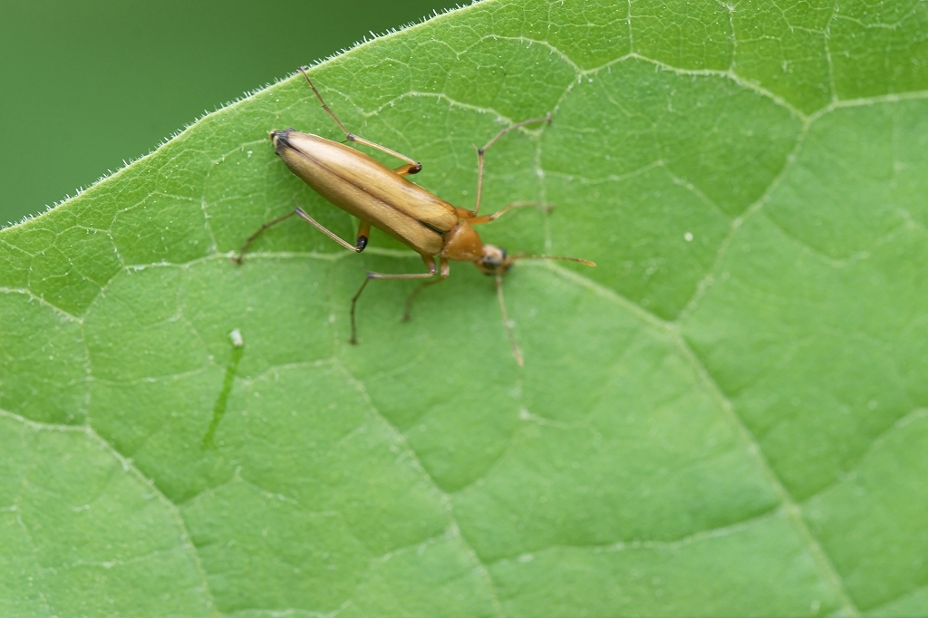 kubinagamusi076m.jpg