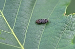 kuritamamusi508m_s.jpg