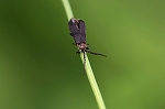 kurohanabotaru831m_s.jpg