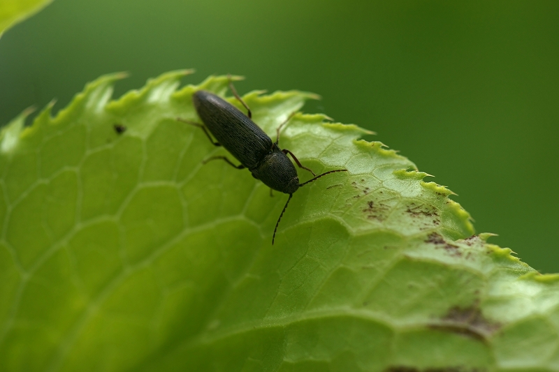 kurokusikometuki076m1.jpg