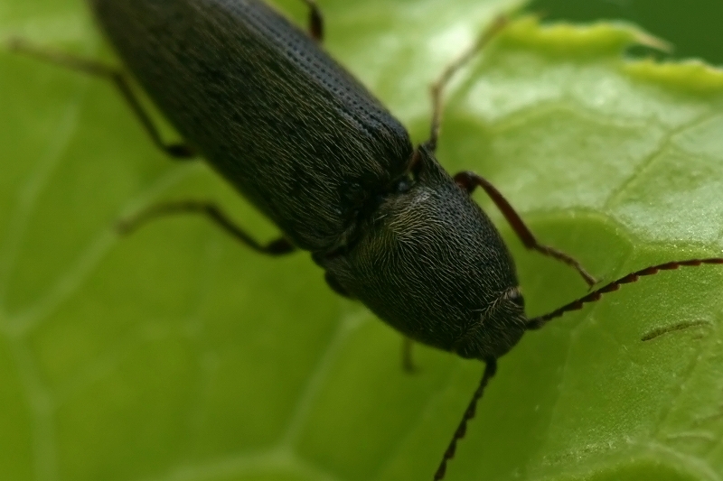 kurokusikometuki076m2.jpg