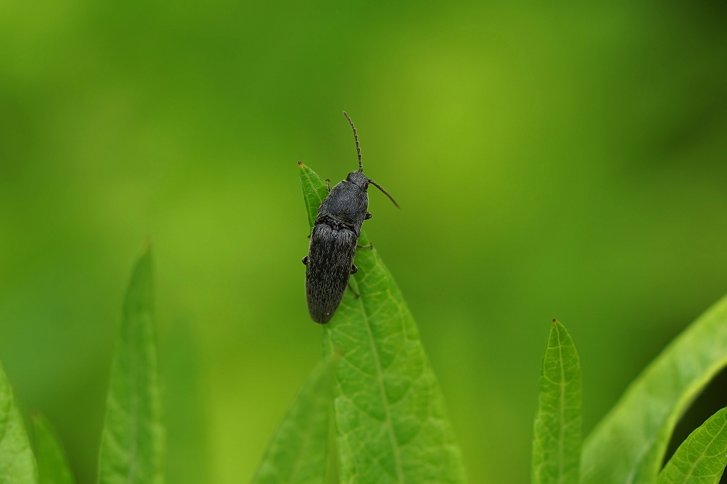 kurokusikometuki196m.jpg
