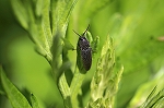 kurotuyakusikometuki550m_s.jpg