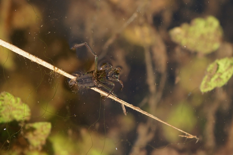 matumomusi048m.jpg