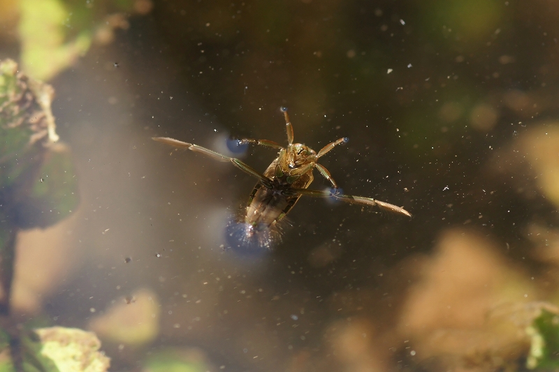 matumomusi058m.jpg