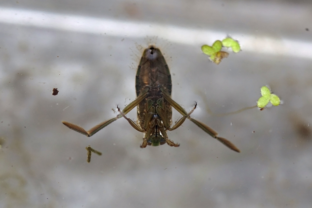 matumomusi331m.jpg