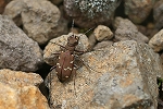 miyamahanmyou522m_s.jpg