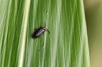 munekuriirobotaru0235m_s.jpg