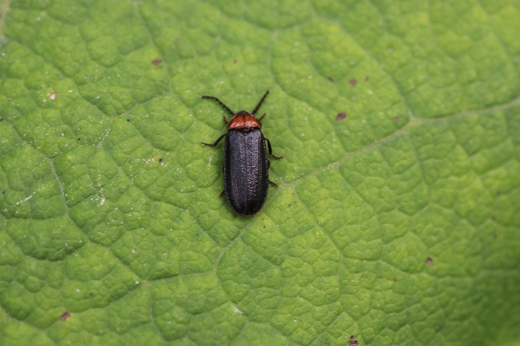 munekuriirobotaru0269m.jpg