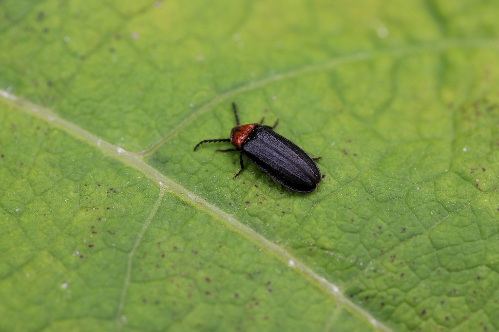 munekuriirobotaru0377m.jpg