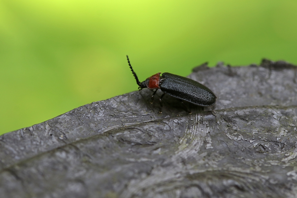 munekuriirobotaru069m.jpg