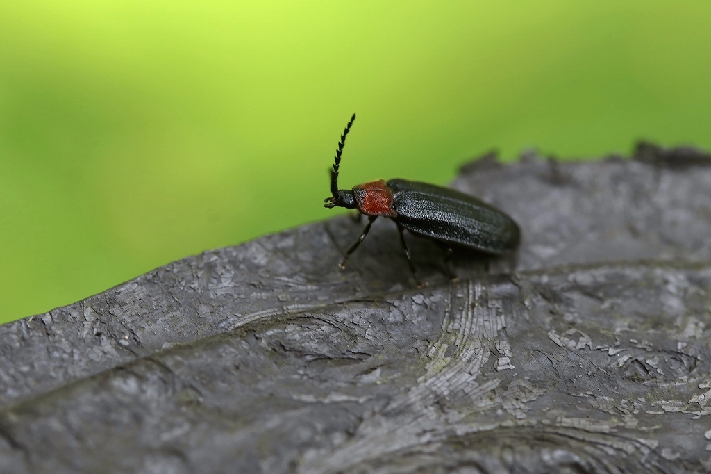 munekuriirobotaru076m.jpg