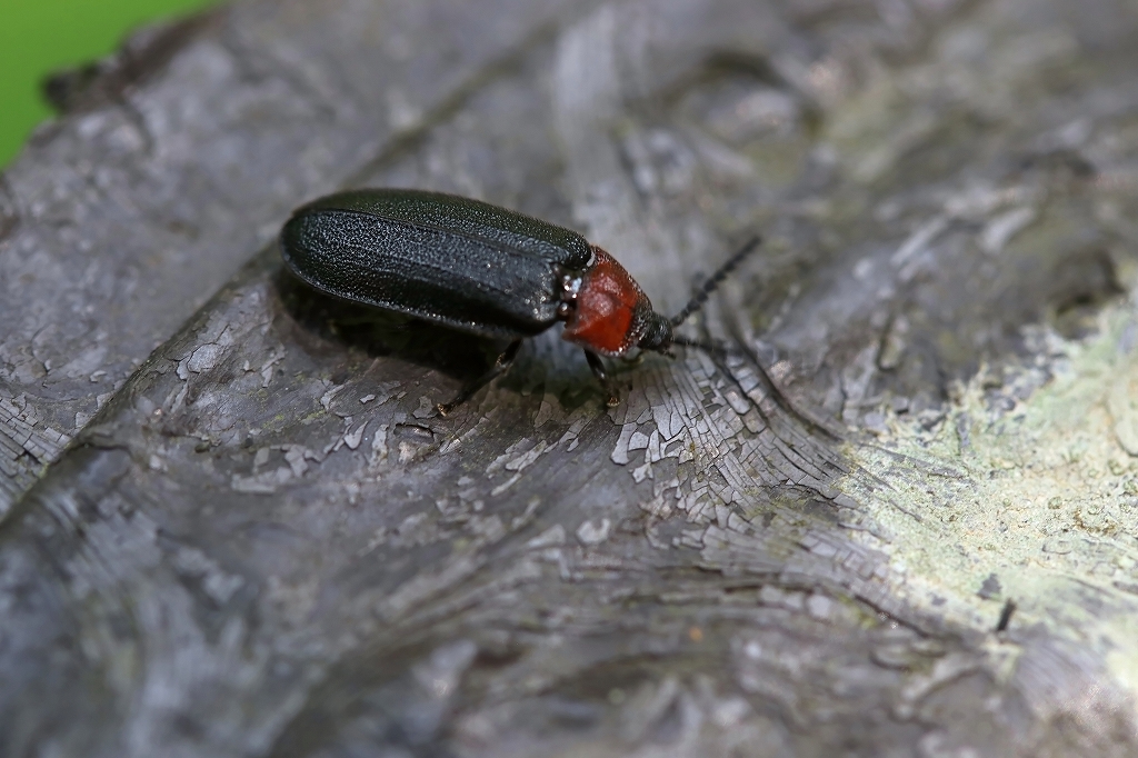 munekuriirobotaru083m.jpg