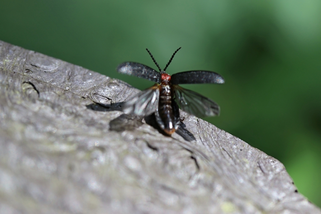 munekuriirobotaru121m.jpg