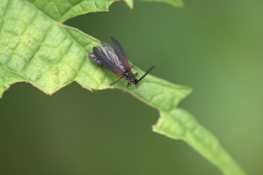 neakakurobenibotaru259m.jpg