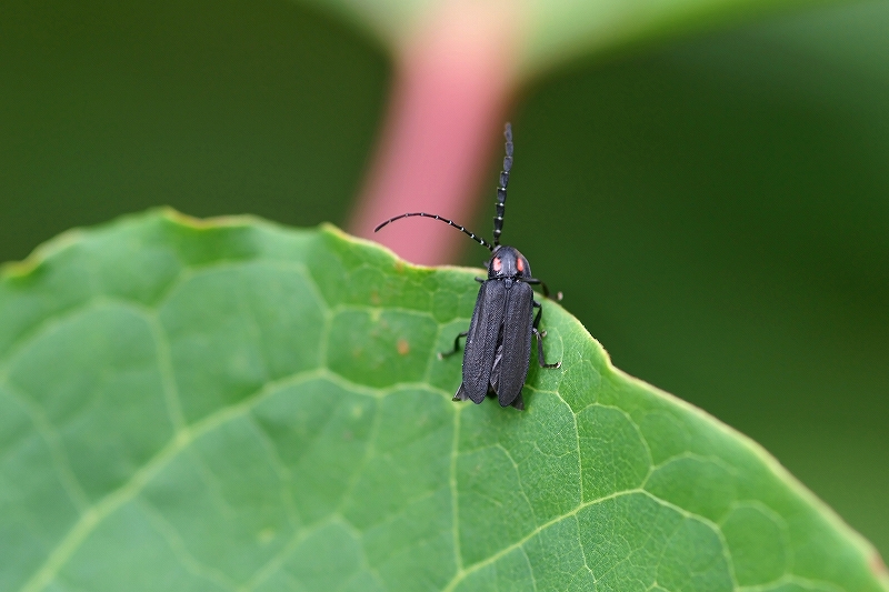 obabotaru005m.jpg