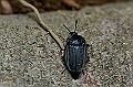 oohiratasidemusi105_s.jpg