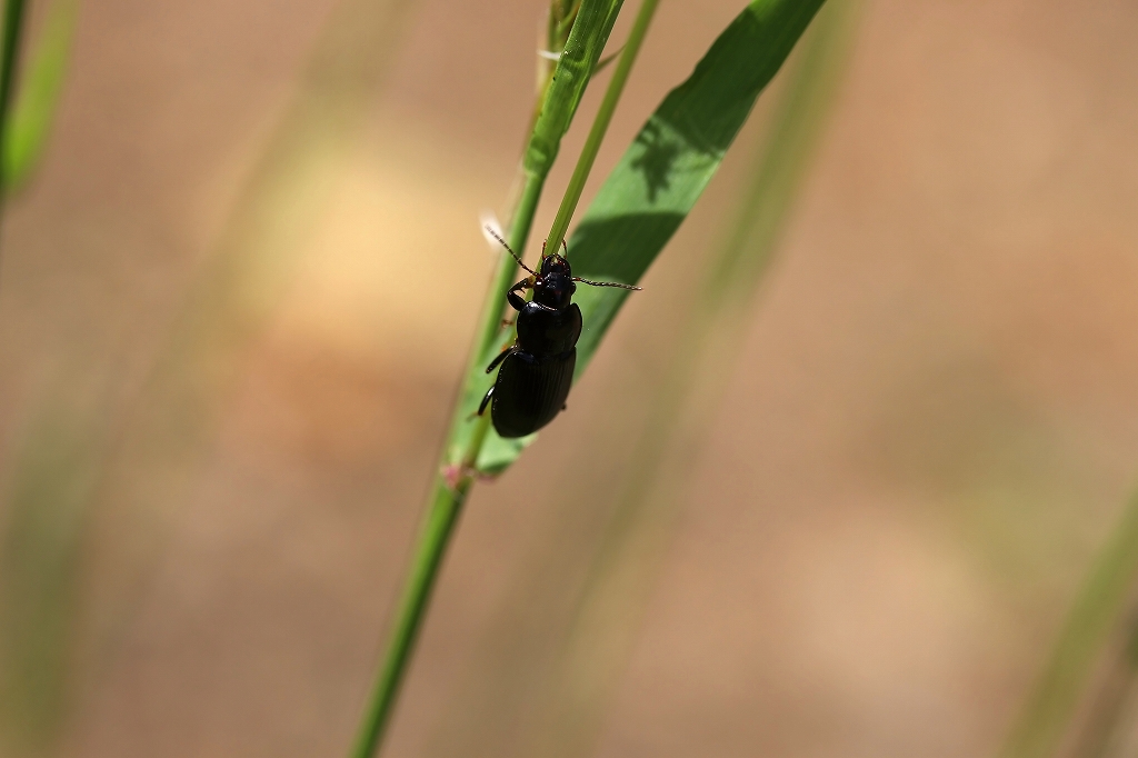 ookurotuyagomokumusi032m.jpg