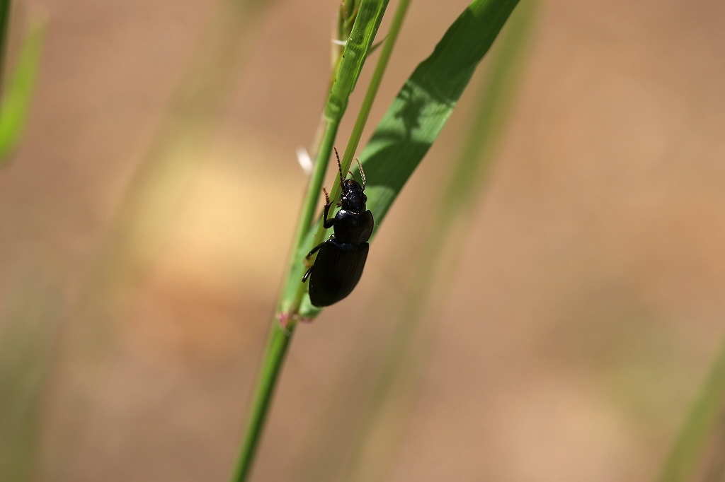 ookurotuyagomokumusi041m.jpg