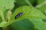 ooobihananomi094m_s.jpg