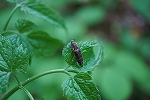 oosimofurikometuki205_s.jpg