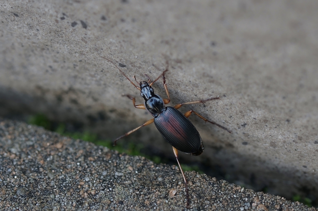 seakahiratagomimusi024m.jpg