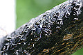 tokkurigomimusi001_s.jpg
