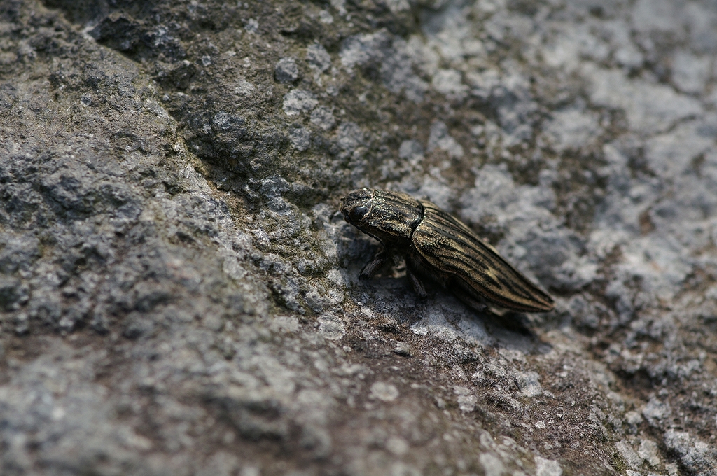 ubatamamusi011.jpg