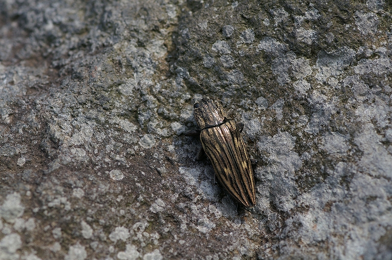 ubatamamusi013.jpg