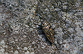 ubatamamusi013_s.jpg