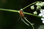 yahosigomimusi084m_s.jpg