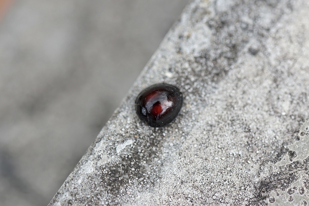 akabositentou052m.jpg