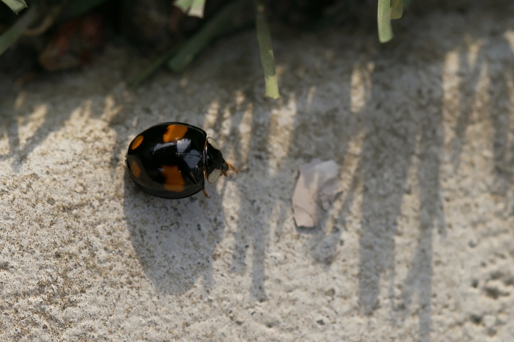namitentou063m.jpg