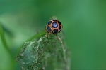 tohositentou333m_s.jpg