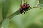 akakobukobuzoumusi830m_s.jpg