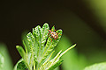 gomadaraotosibumi002_s.jpg