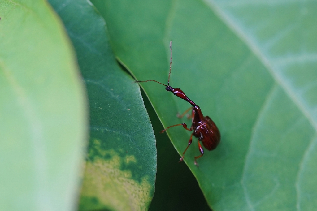 higenagaotosibumi054m.jpg