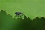 kisujiasinagazoumusi552m_s.jpg