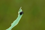 kobumarukutikakusizoumusi041m_s.jpg