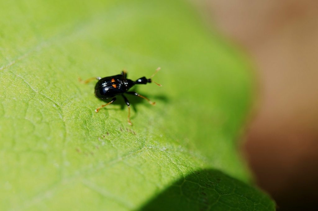 mutumonotosibumi040m.jpg