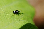 mutumonotosibumi040m_s.jpg