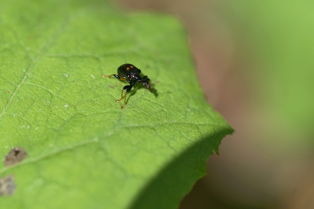 mutumonotosibumi042m.jpg