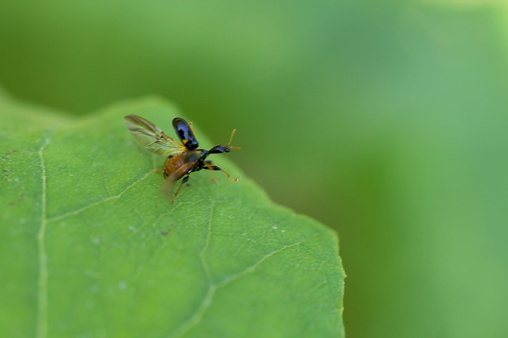 mutumonotosibumi044m.jpg