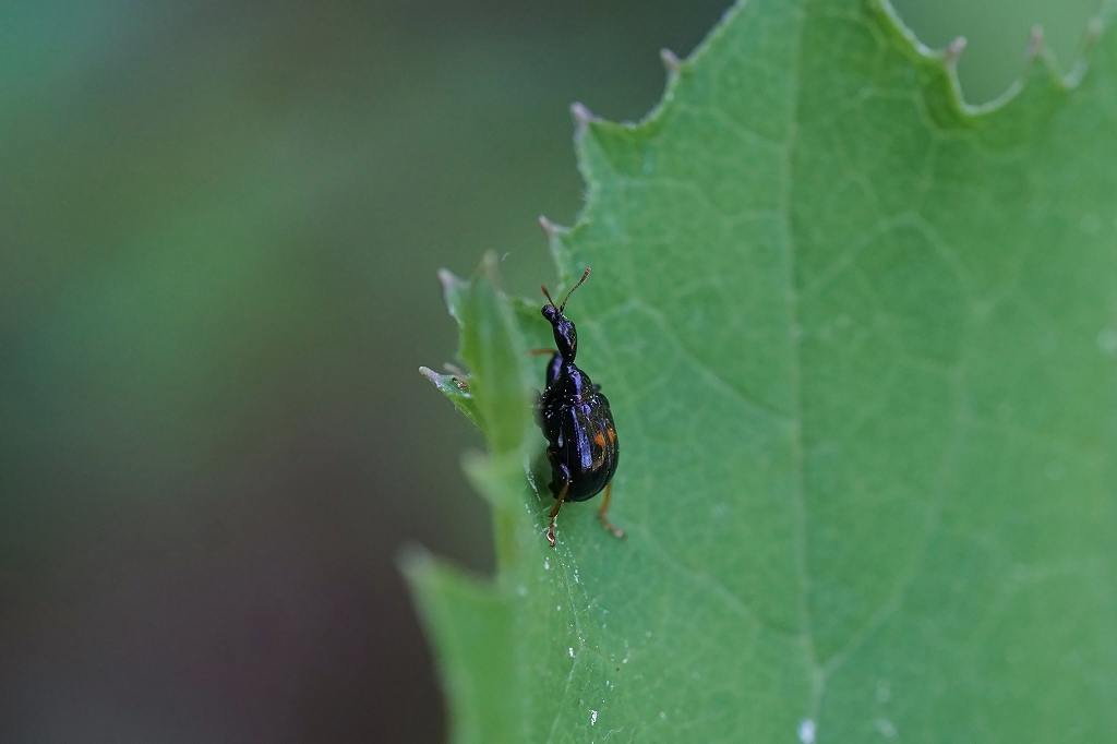 mutumonotosibumi175m.jpg