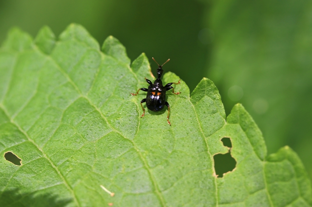 mutumonotosibumi214m.jpg