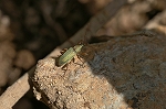 ringohigebosozoumusi179m_s.jpg