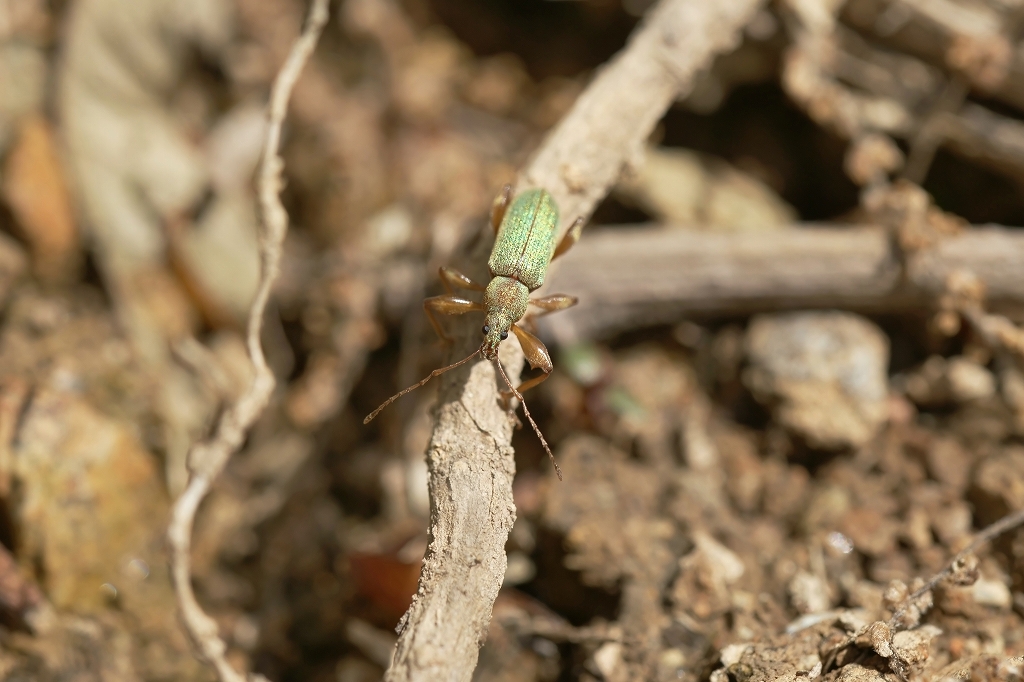 ringohigebosozoumusi181m.jpg