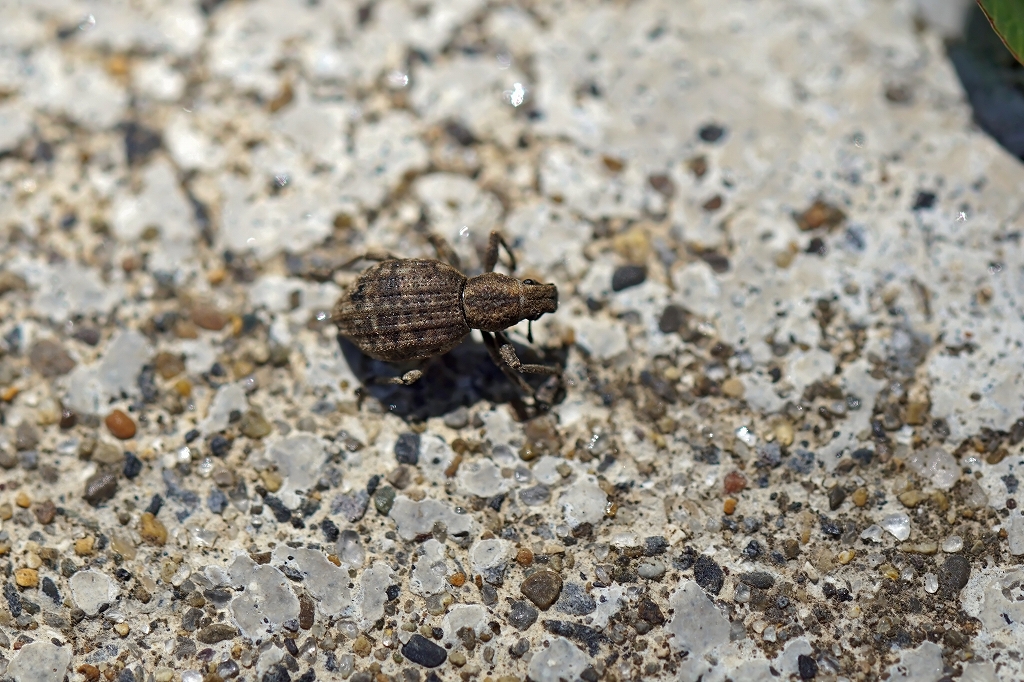 sabihyoutanzoumusi105m.jpg